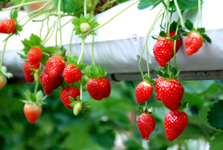 zhatta-strawberries