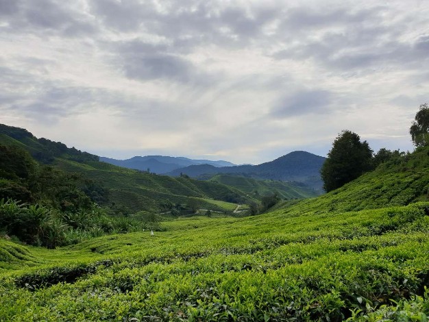 tea plantation view