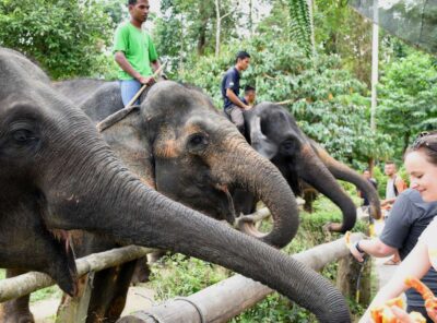 Educational Day Out to Elephant Sanctuary