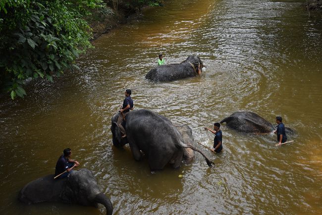 elephant orphanage kuala gandah