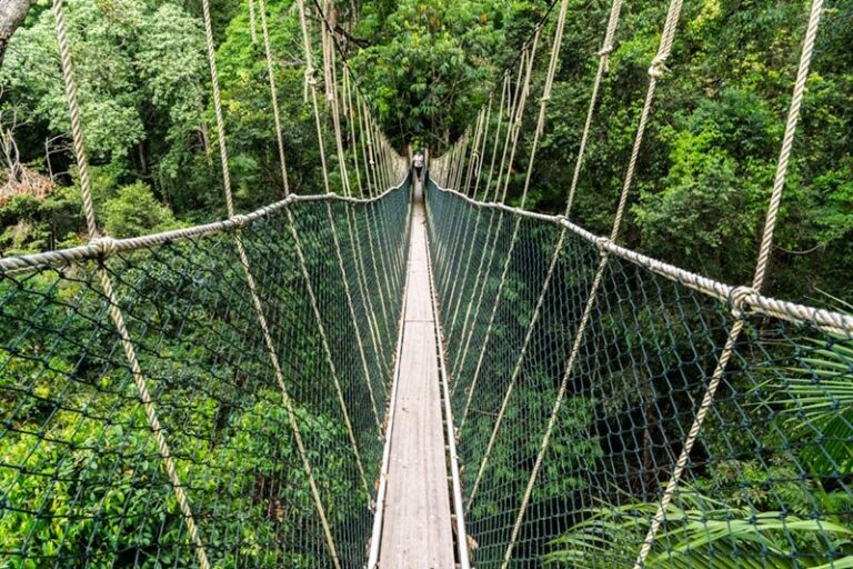 taman negara canopy walk