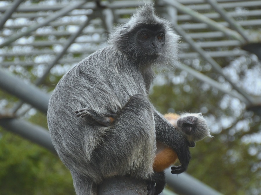 Kuala Selangor attraction of a unique silvered-leaf monkeys