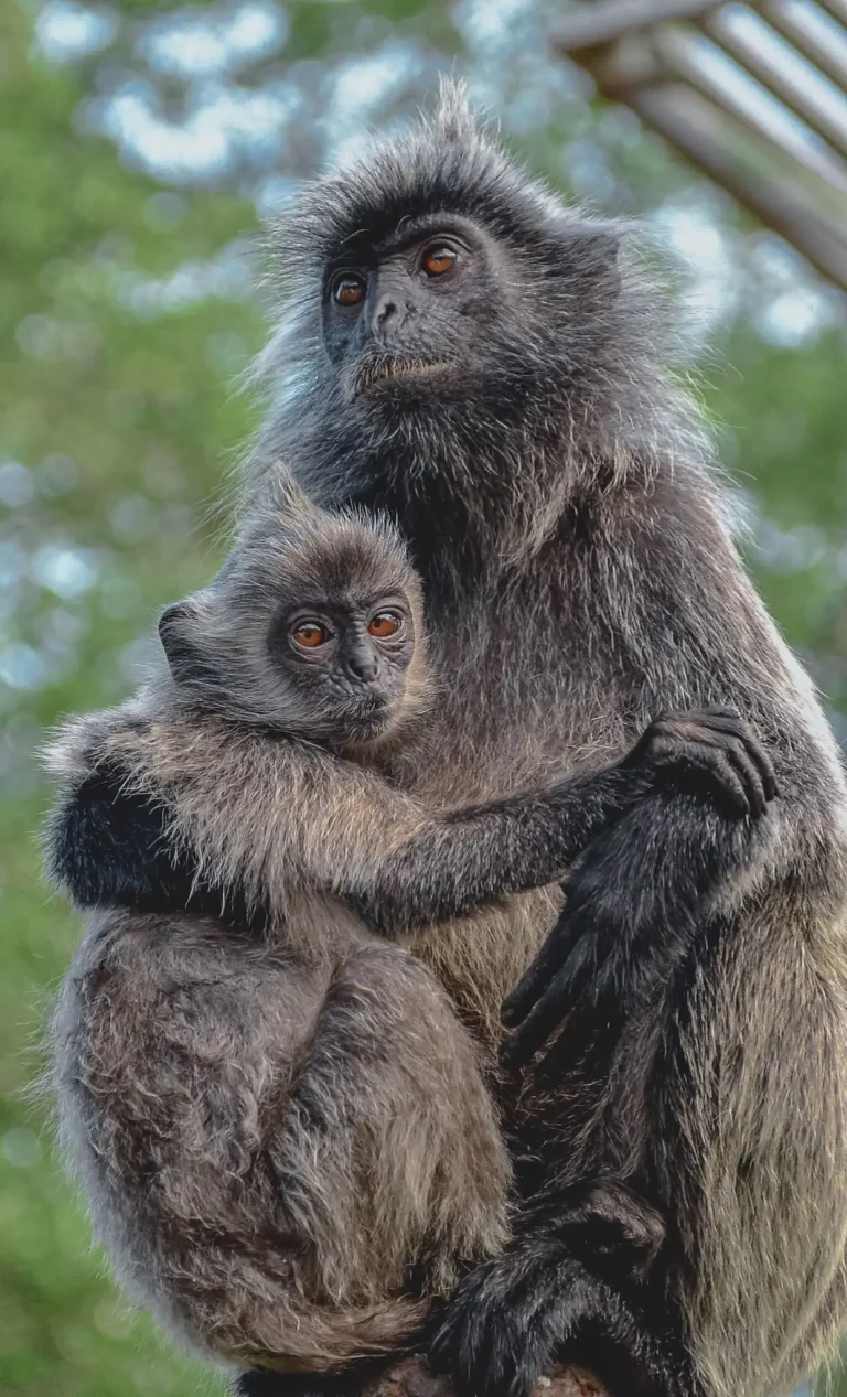 bond between mother and baby- the silverleaf langur