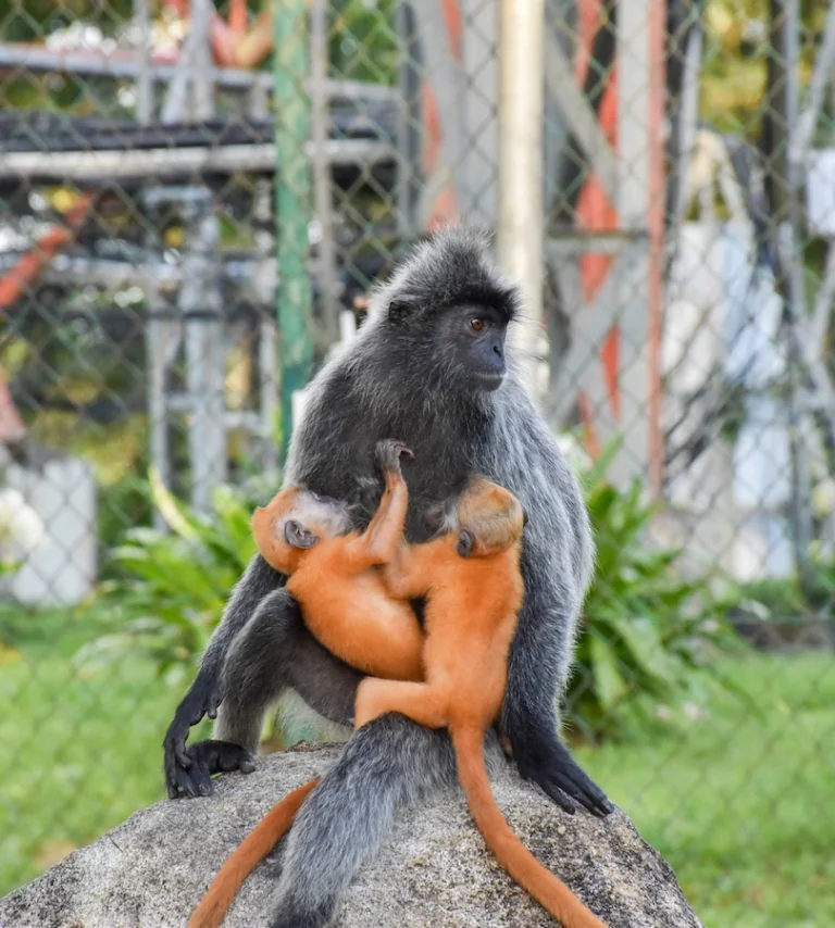 the female silvery langur with her two babies milking